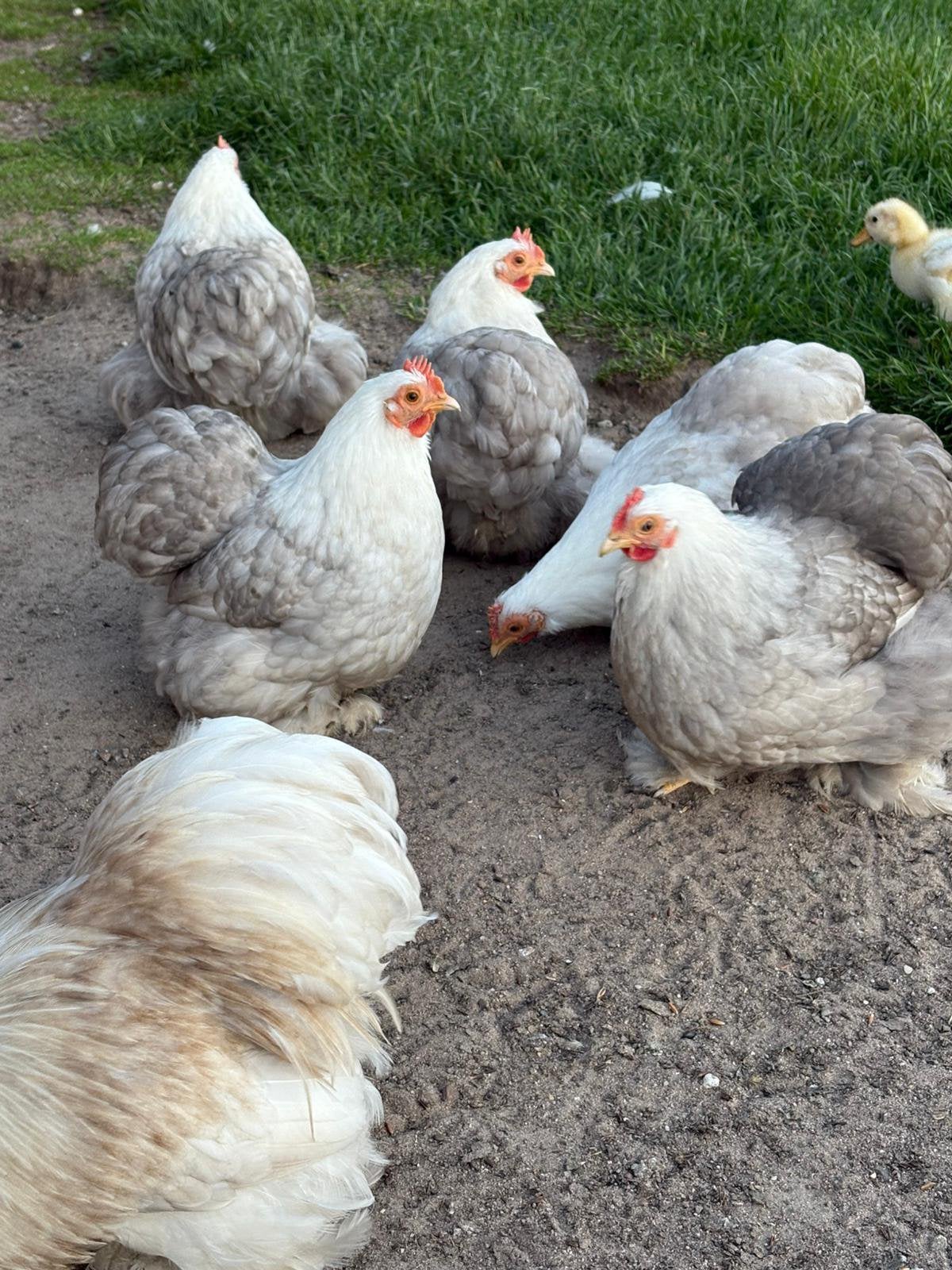 Broedeieren cochin krielkippen, Dieren en Toebehoren, Pluimvee, Geslacht onbekend, Kip