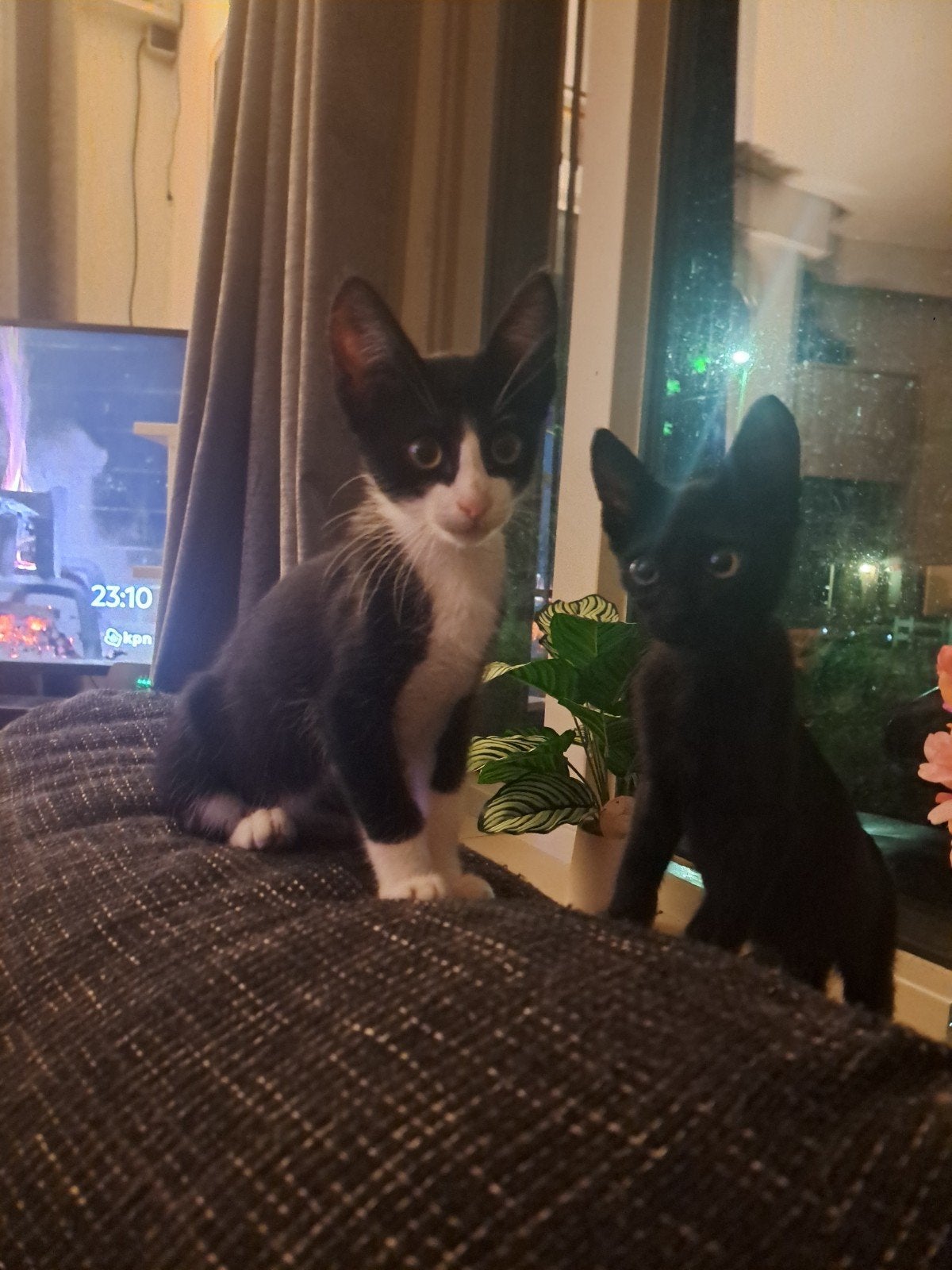 kittens x Siamees, Dieren en Toebehoren, Katten en Kittens | Overige Katten, Kortharig, Meerdere dieren, 0 tot 2 jaar