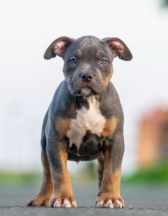 American Bully XL pups, Overige rassen, 8 tot 15 weken, Parvo, Meerdere