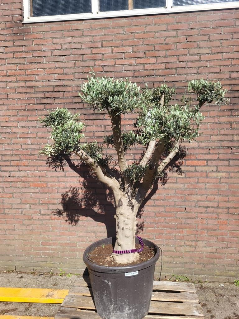 Mooie oude olijfboom pon pon !, Volle zon, Ophalen of Verzenden, 100 tot 250 cm, Olijfboom