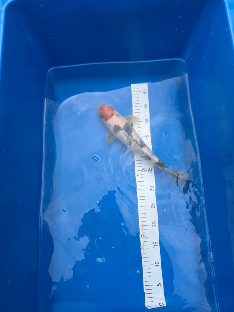 Tancho Showa, Karper of Koi
