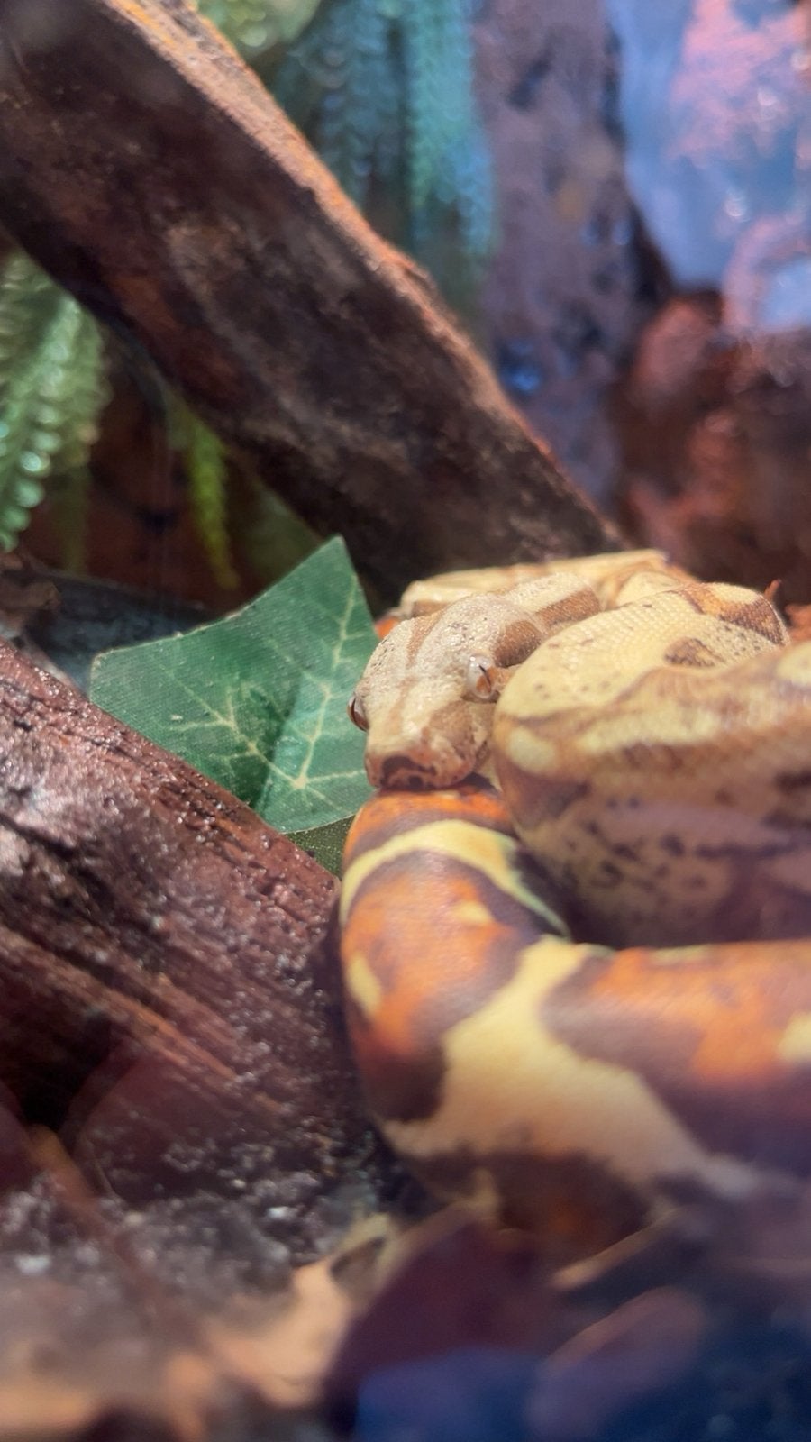 Boa Constrictor Imperator VPI zoekt een nieuw baasje!