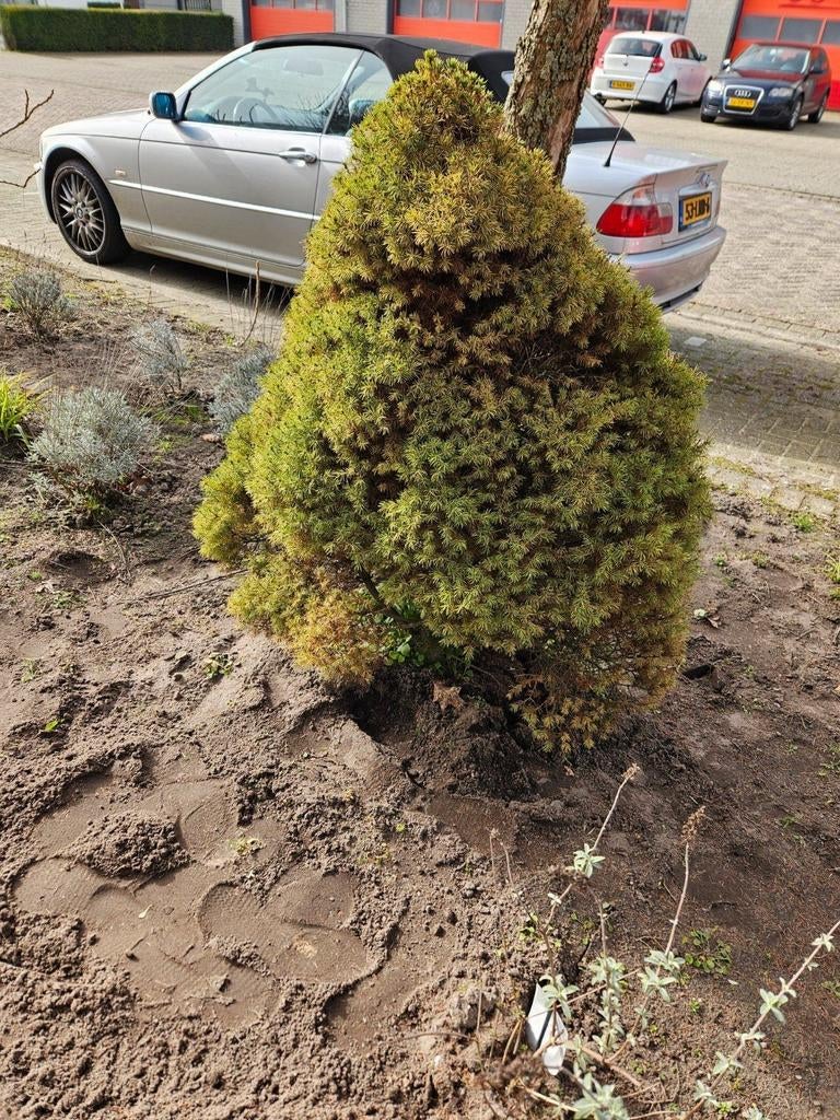1 plant gratis, Ophalen, Overige soorten, Minder dan 100 cm