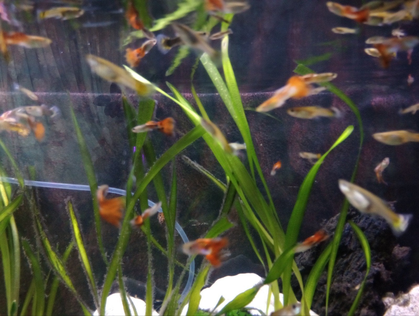 Mooie gezonde guppy 's, Vis
