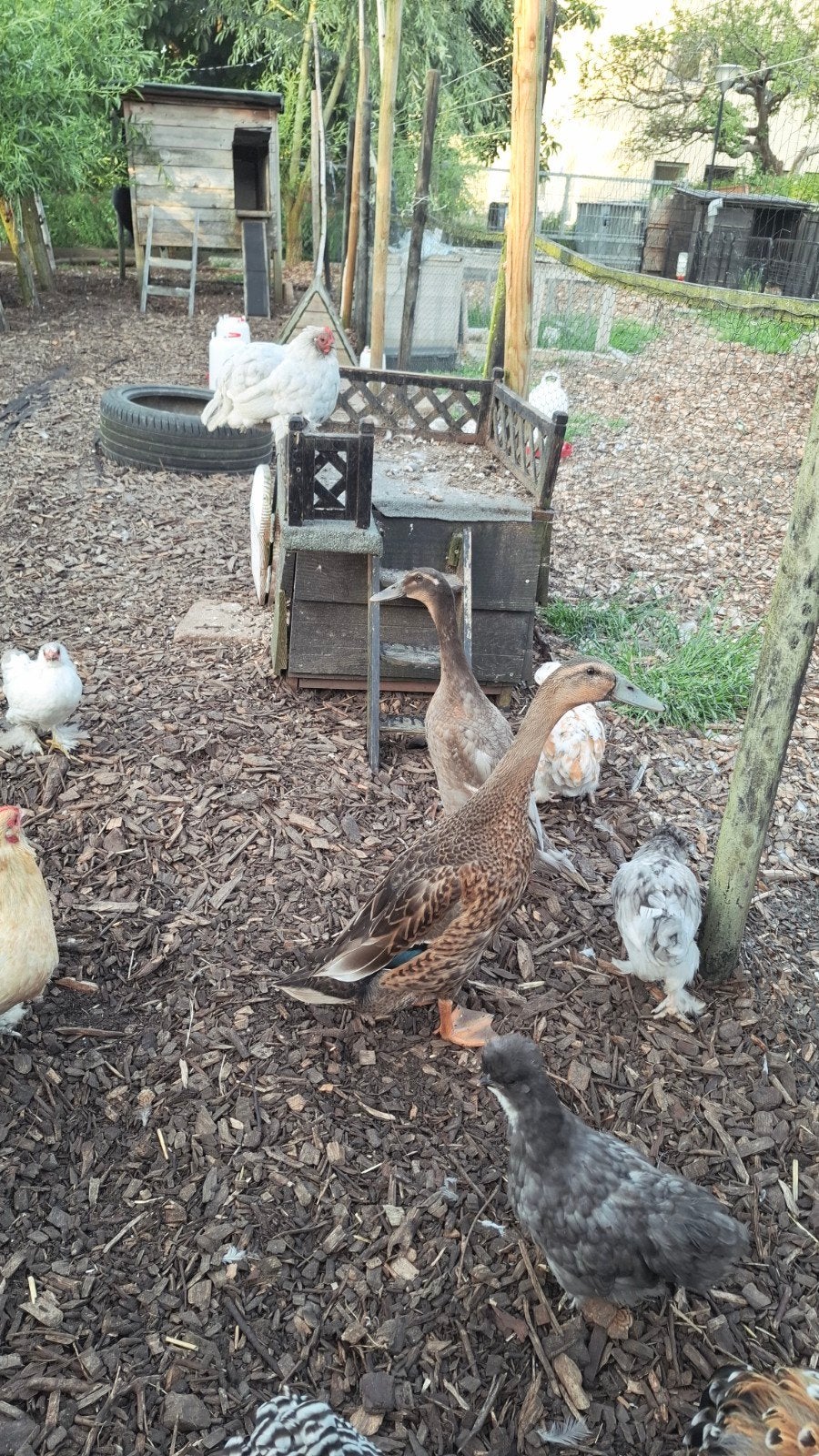 2 loopeenden zoeken een nw huisje, Dieren en Toebehoren, Meerdere dieren, Eend