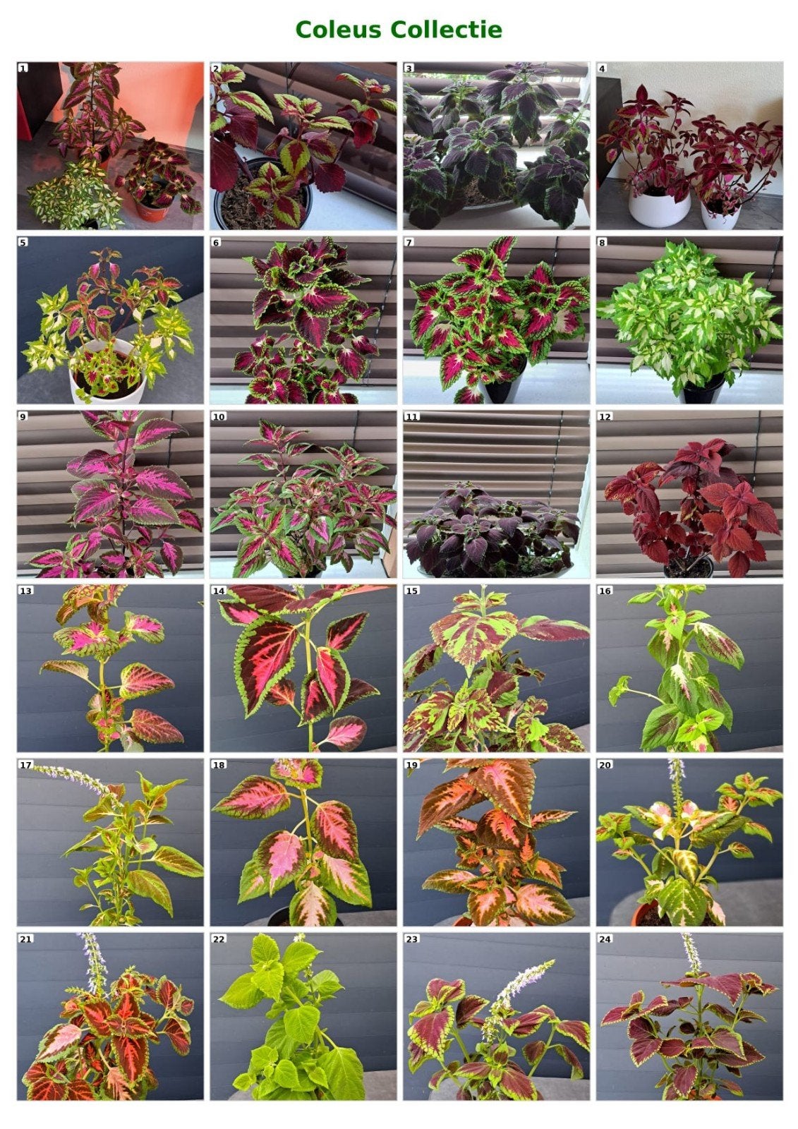 Prachtige en exclusieve coleus (siernetel) stekken.
Een sier, Bloeiende kamerplant, Ophalen of Verzenden, Halfschaduw, Minder dan 100 cm