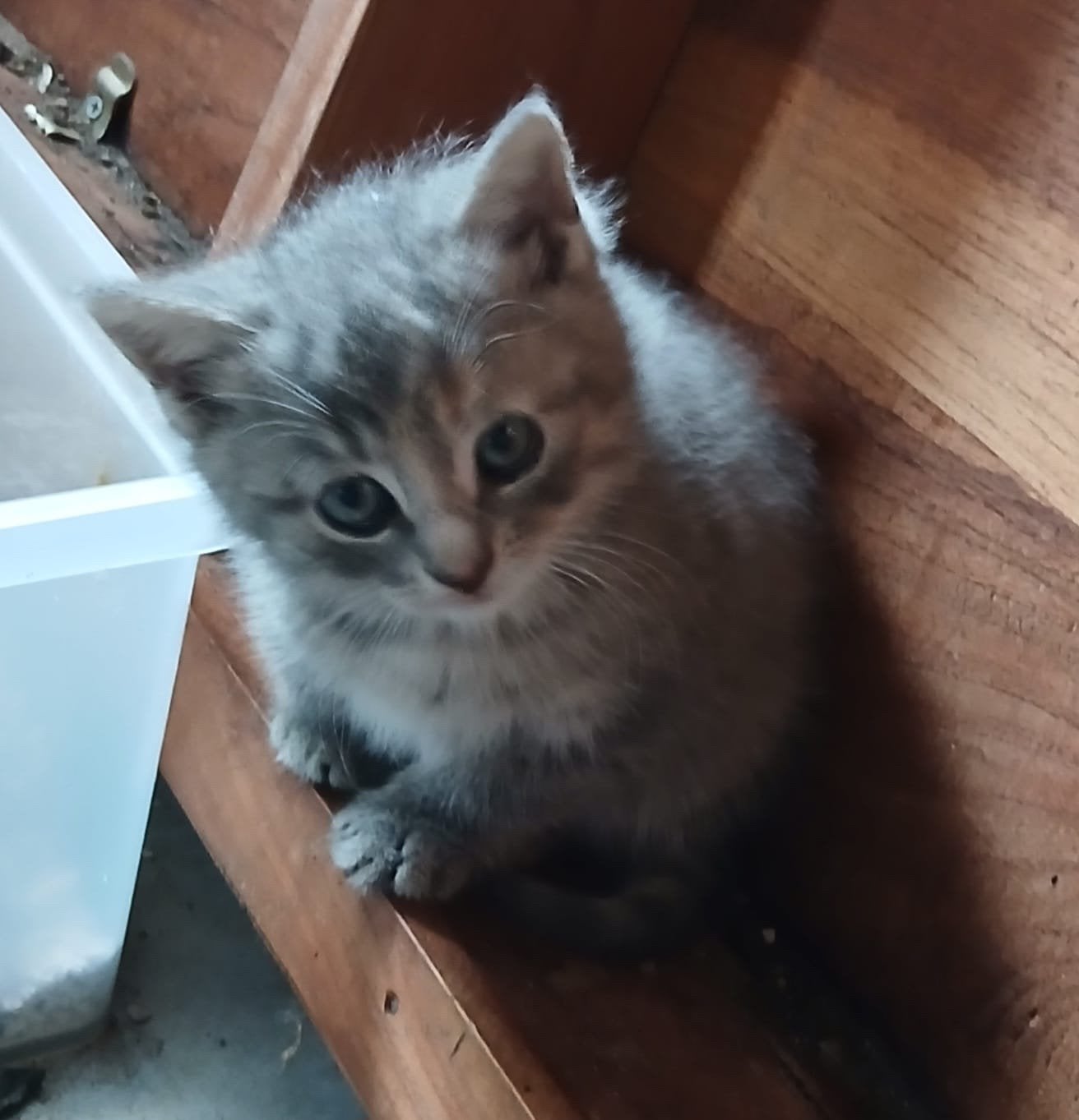 Kittens, Meerdere dieren, Ontwormd