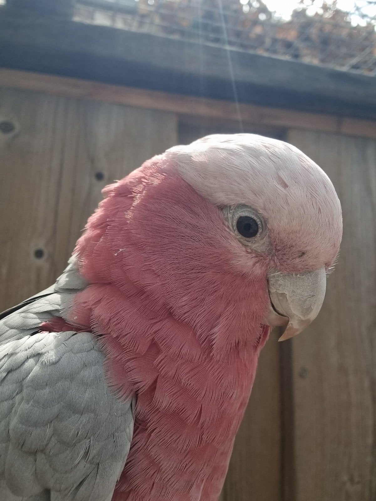 super tamme rosé kakatoes, Mannelijk, Papegaai, Pratend