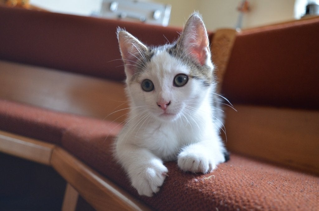 kitten, Dieren en Toebehoren, Katten en Kittens | Raskatten | Korthaar, Poes, 0 tot 2 jaar