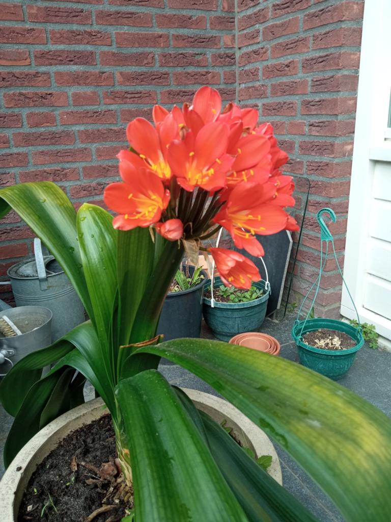 Clivias 6x apart of gezamenlijk te koop, Ophalen, Overige soorten, Volle zon