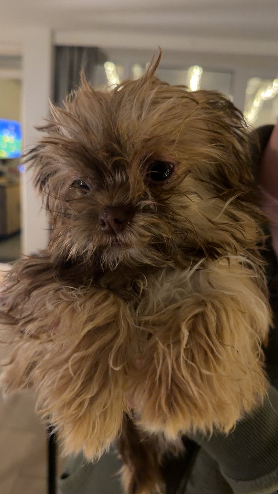 Shihtsu x chihauha, Dieren en Toebehoren, België, Particulier, 15 weken tot 1 jaar, Reu