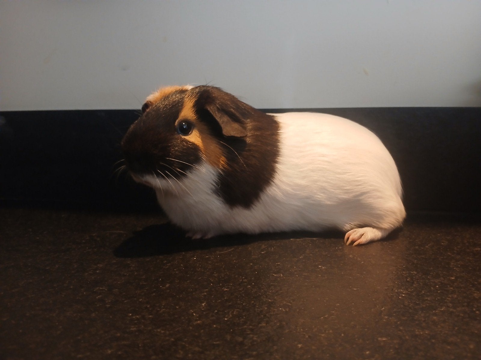 Mannetjes cavia, Mannelijk, Tam, Maart, Cavia