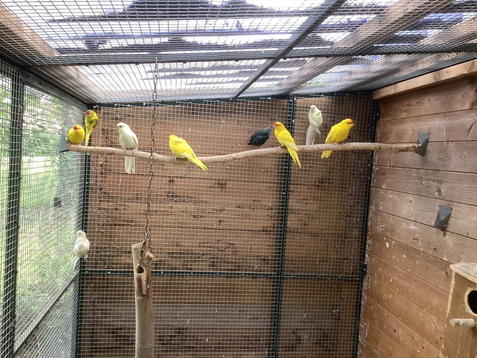 Te koop Kakariki’s, Meerdere dieren, Parkiet, Geringd