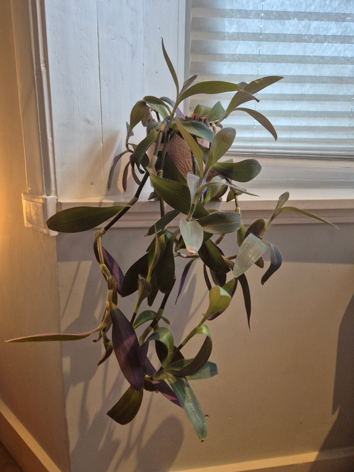 Tradescantia (Wandelaar) - Sterke, snelgroeiende hangplant, Huis en Inrichting, Groene kamerplant, Ophalen, Halfschaduw, Minder dan 100 cm