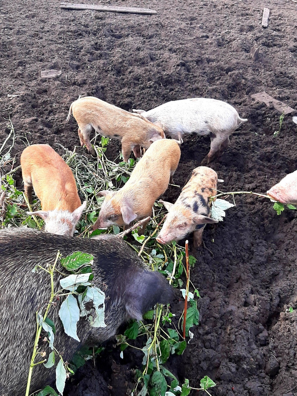 Mooie biggen te koop. 2 zeugjes 3 borgjes