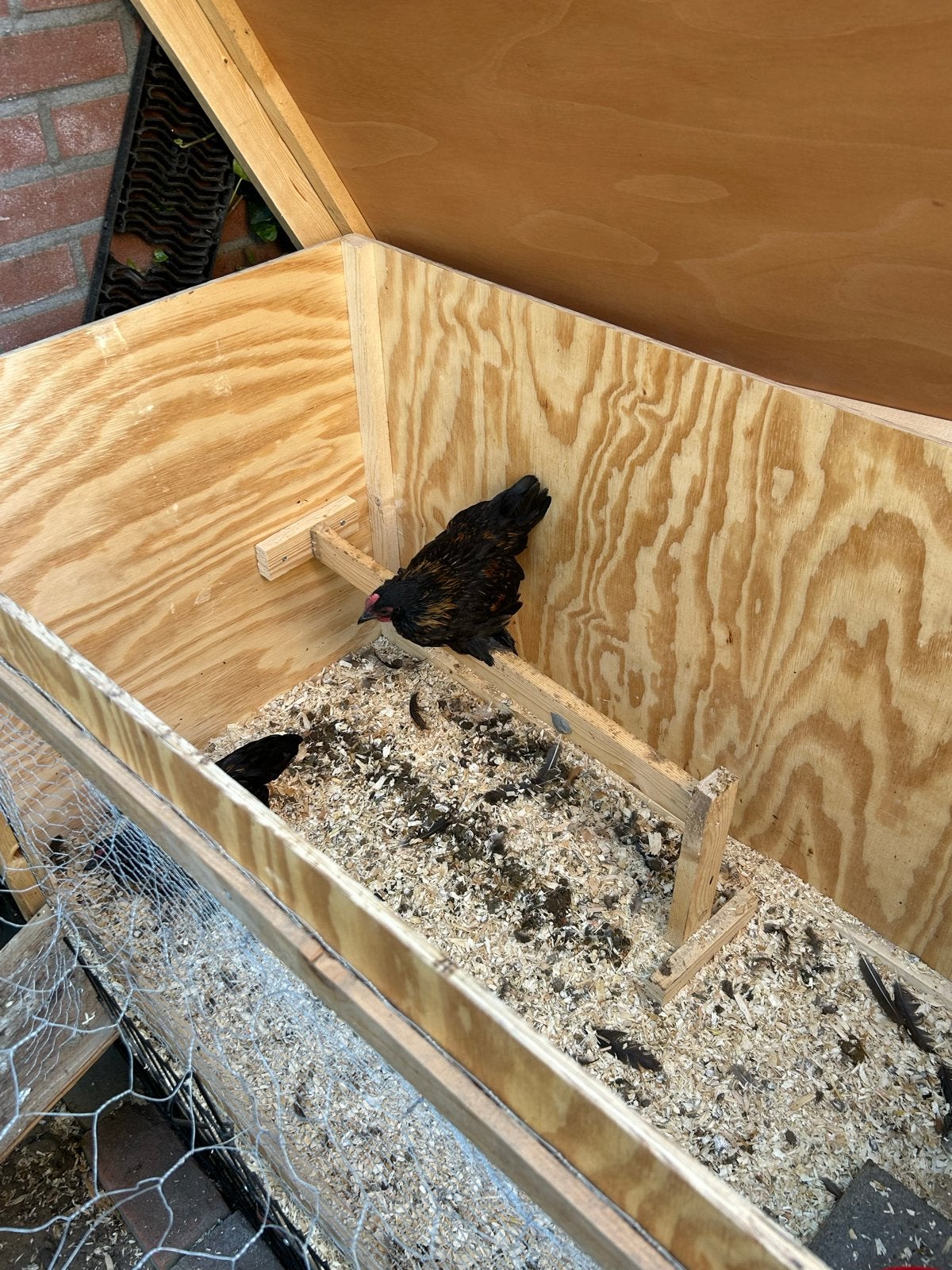 Sabelpoot hanen gratis ze zijn 8 weken oud, Dieren en Toebehoren, Mannelijk, Kip