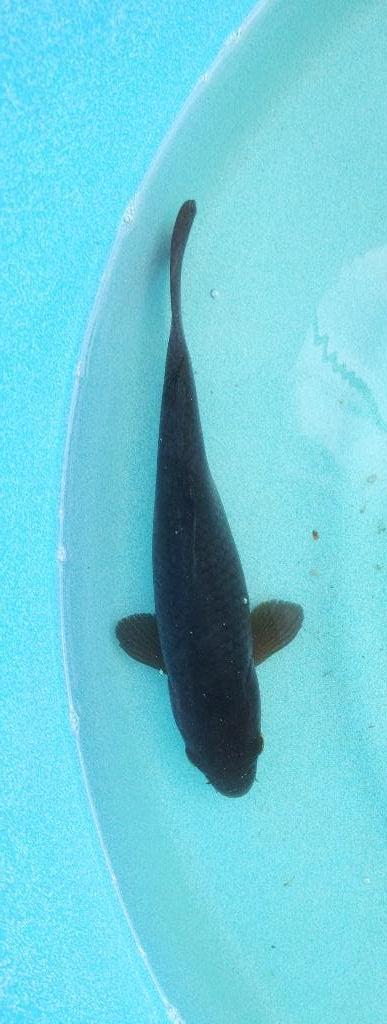 Koi 25 28cm, Karper of Koi