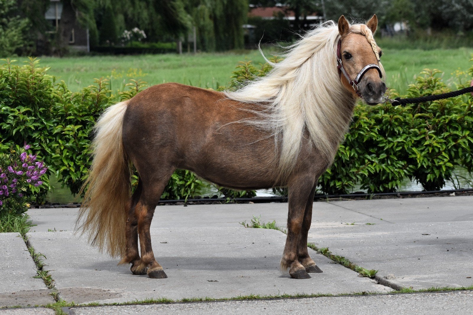 **HELE MOOIE 11 JARIGE  PALOMINO NMPRS SHETLANDER MERRIE**, Ruin, 0 tot 2 jaar, A pony (tot 1.17m), Gechipt