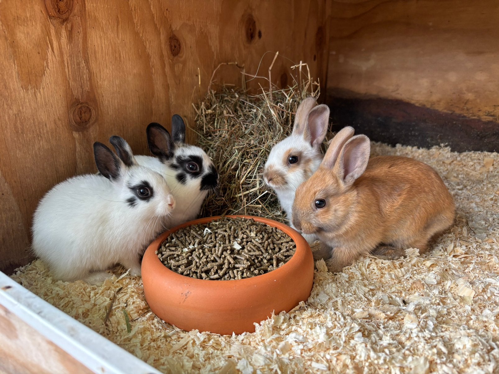 Jonge konijntjes, Dieren en Toebehoren, Konijnen, Klein, Meerdere dieren, 0 tot 2 jaar