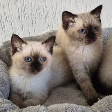ragdoll x britsekorthaar kittens