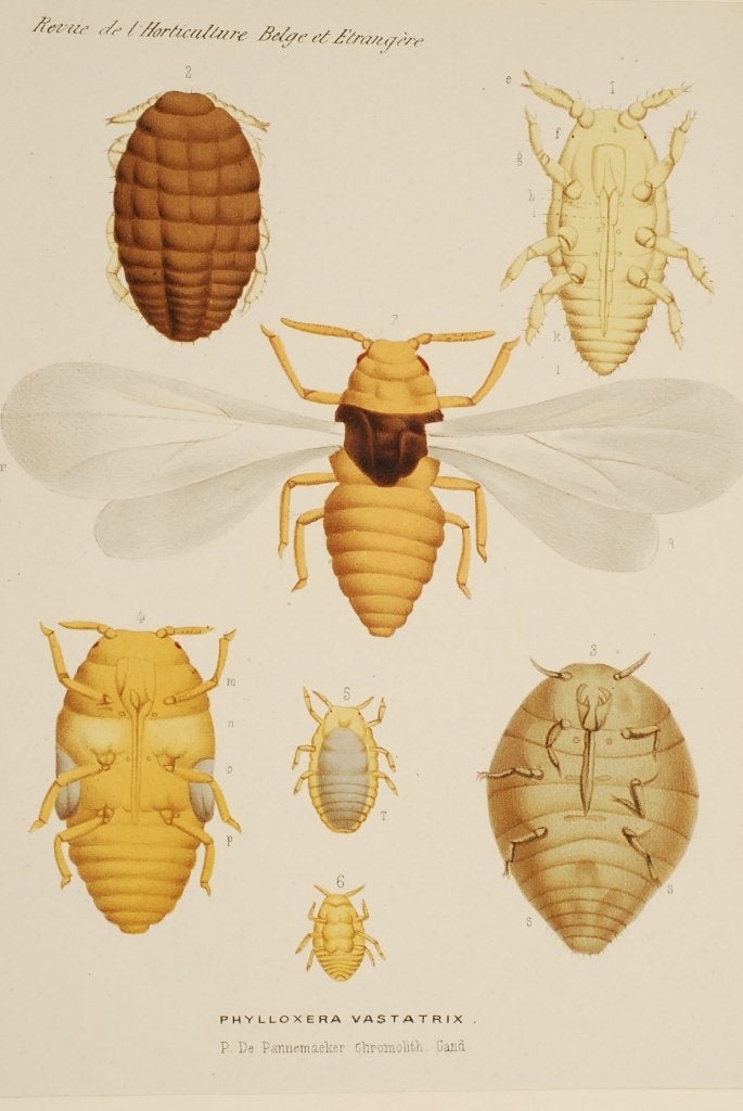 Druifluis - Phylloxera vastatrix | Antieke illustratie, Verzenden, Voor 1940, Zo goed als nieuw, Dier