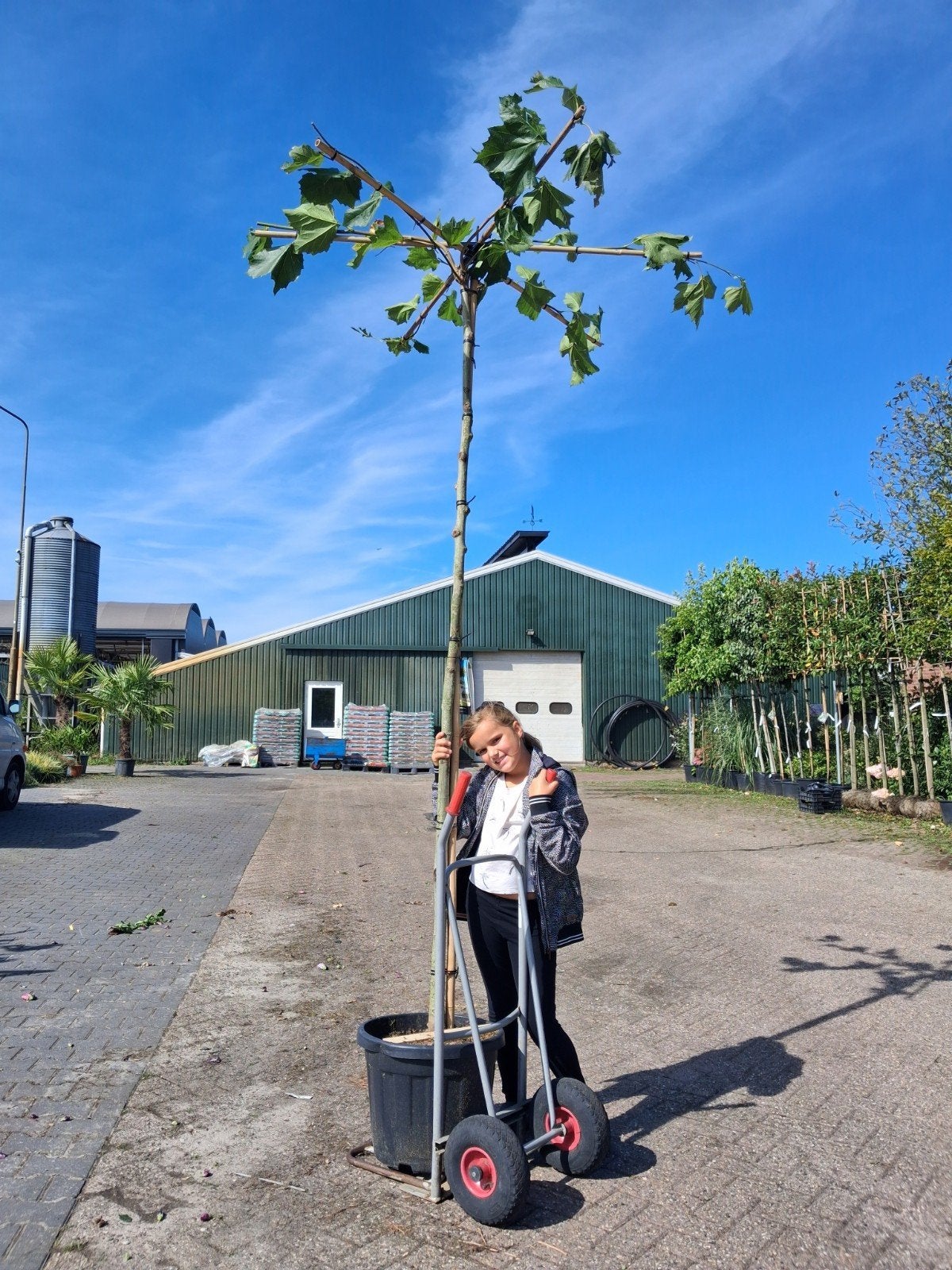 Dakplataan - Platanus acerifolia Dakvorm, Bloeit niet, Ophalen of Verzenden, Dakboom, 250 tot 400 cm