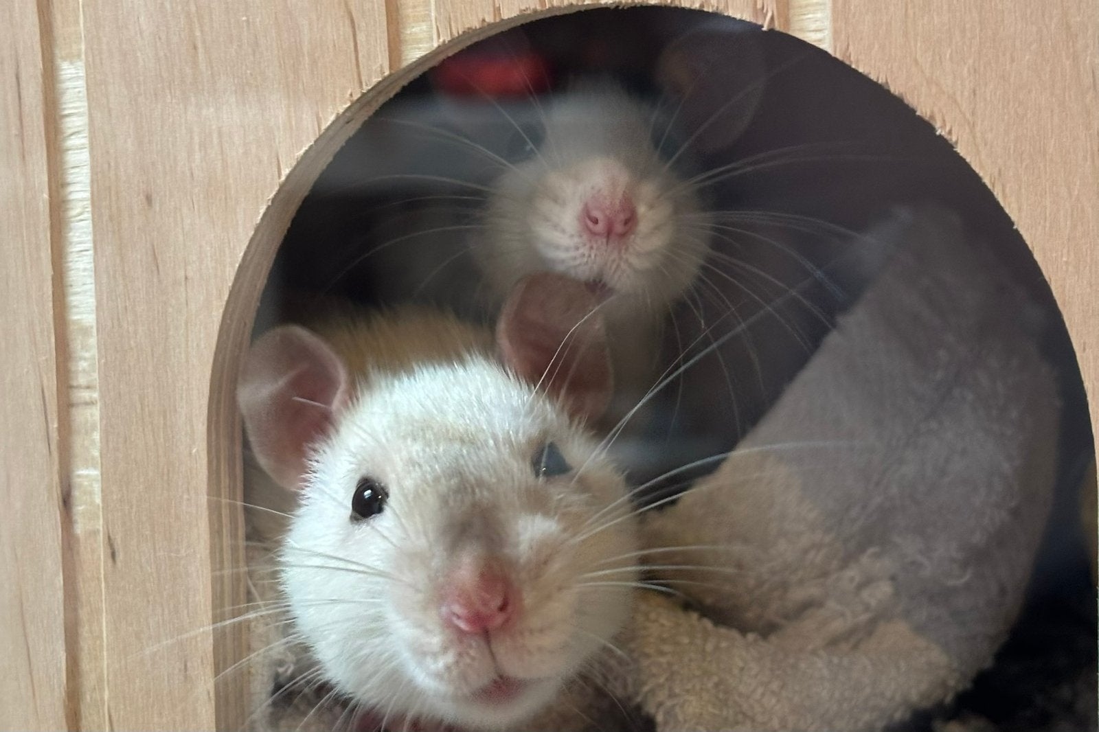 Ratten met hok, Dieren en Toebehoren, Rat, Mannelijk, Juli, Tam
