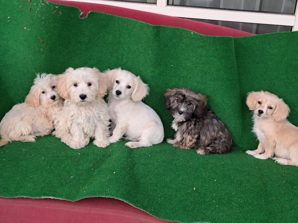 SCHATTIGE BOOMER   PUPS, Dieren en Toebehoren, Honden | Chihuahua's en Gezelschapshonden, Parvo, Nederland, Overige rassen, 8 tot 15 weken