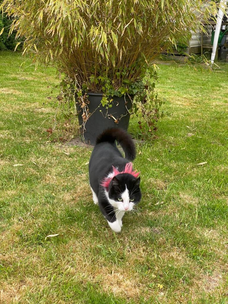 Goed tehuis gezocht voor deze lieve kater, Kater