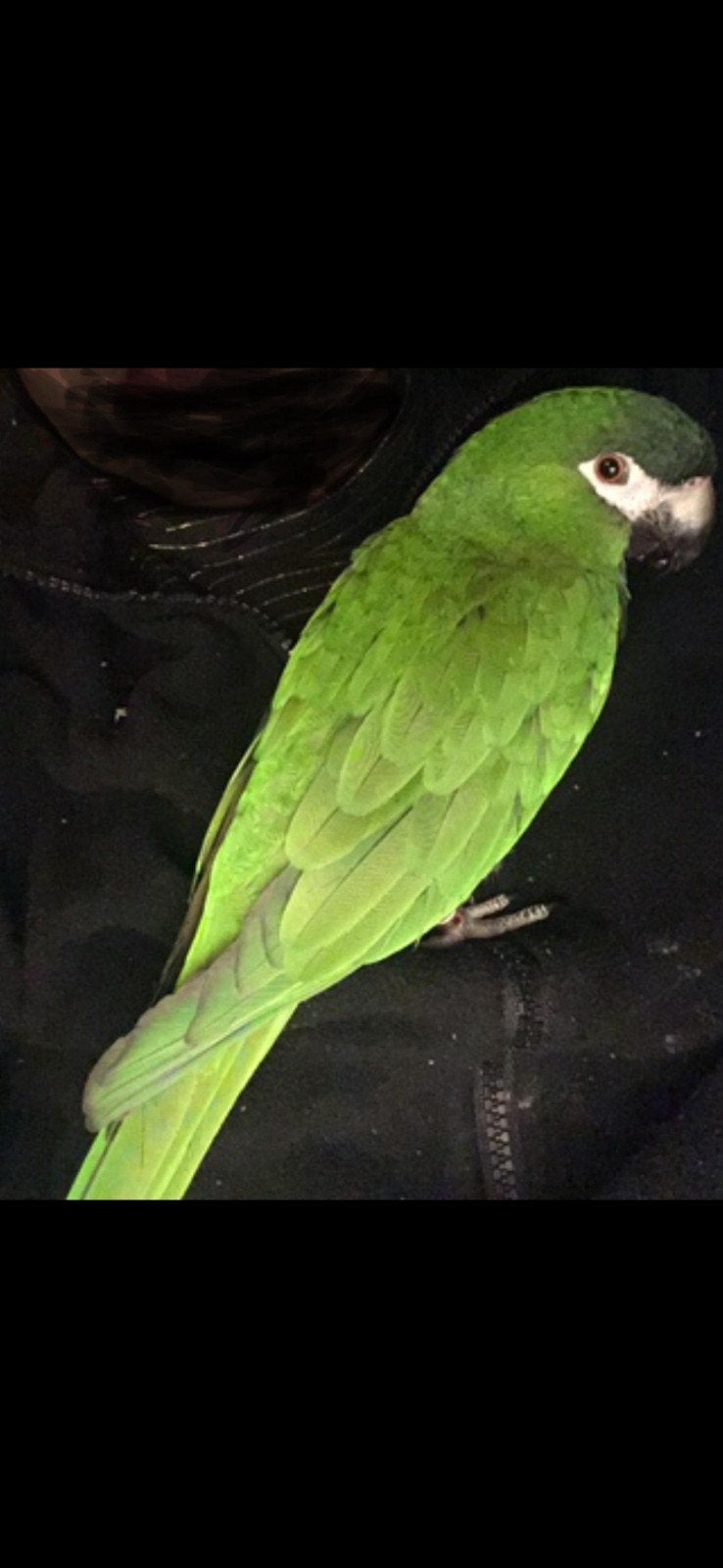 ara dwerg papegaai groen en tamme heel lief 1en of 2 jaar, Mannelijk, Papegaai