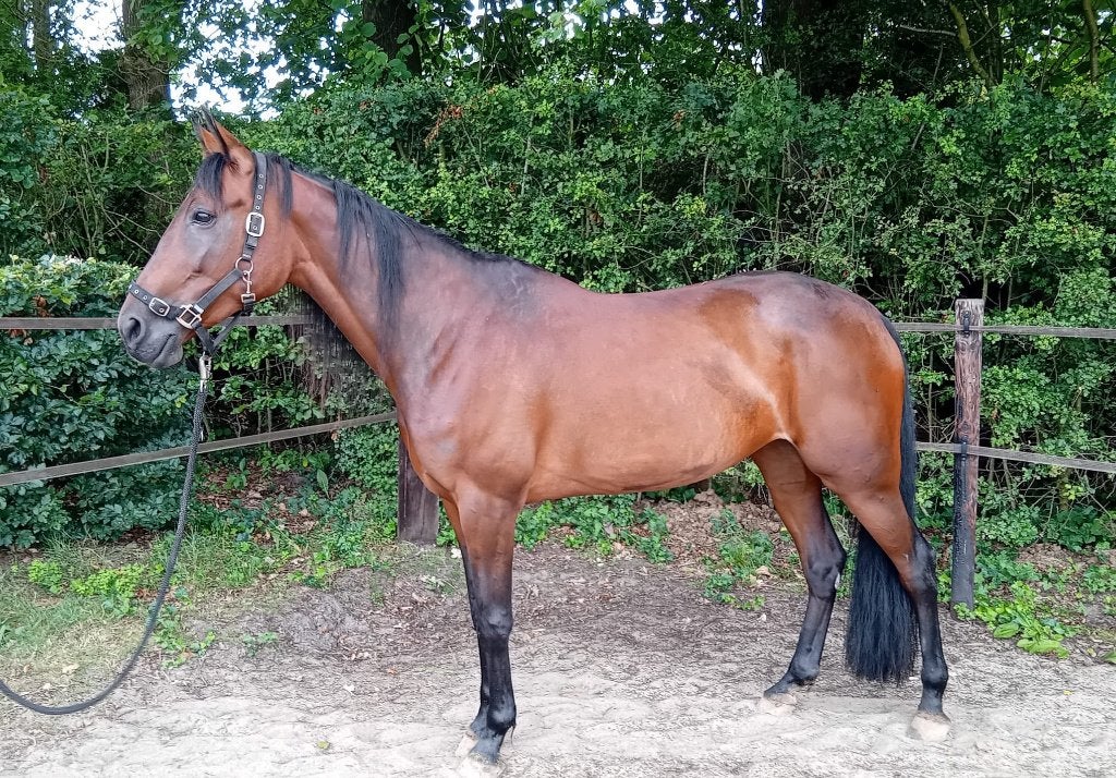 Mooie donkerbruine merrie, Dieren en Toebehoren, Paarden, Merrie, Met stamboom, Zadelmak, 160 tot 165 cm