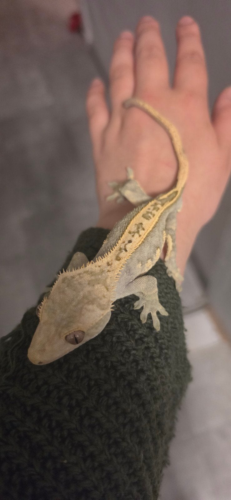 Wimper Gecko ( Crested Gecko) mannetje Crested Gecko photo 5