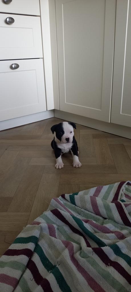 Lieve gesocialiseerde pups  te koop  teefjes, Parvo, Overige rassen, 8 tot 15 weken, Meerdere dieren