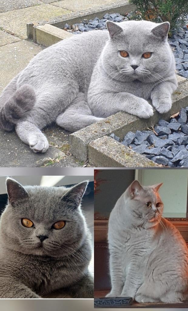 Britse korthaar dekkaters met kampioenstitel voor dekking, Dieren en Toebehoren, Katten en Kittens | Dekkaters