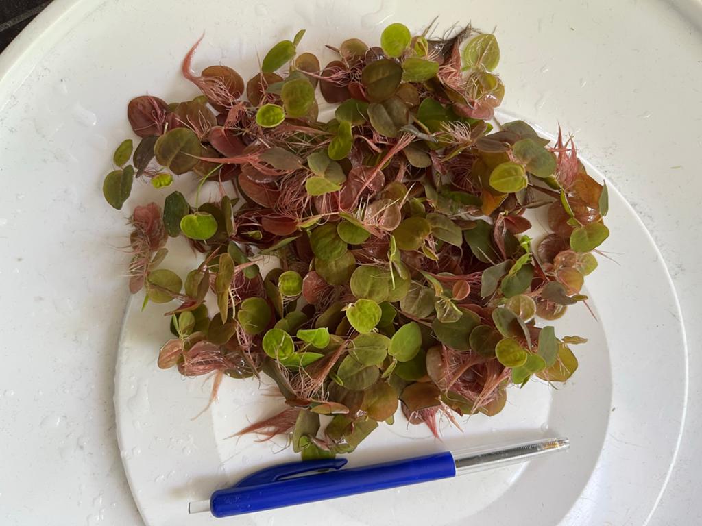 Aquariumplant; Phyllantus Fluitans Red Root floater, Ophalen of Verzenden, Zo goed als nieuw, Plant(en), Steen of Hout