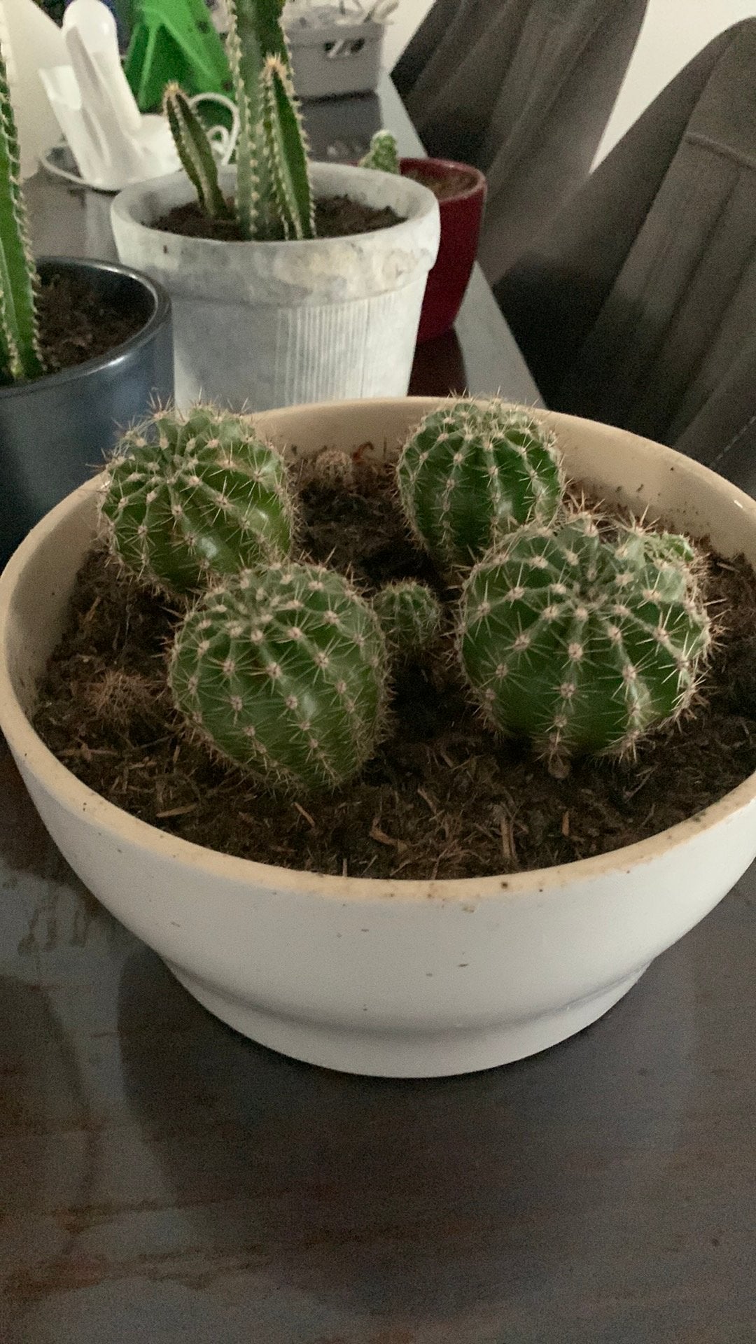 Cactus plant met pot €10, Huis en Inrichting, Ophalen, Cactus, Volle zon, Minder dan 100 cm