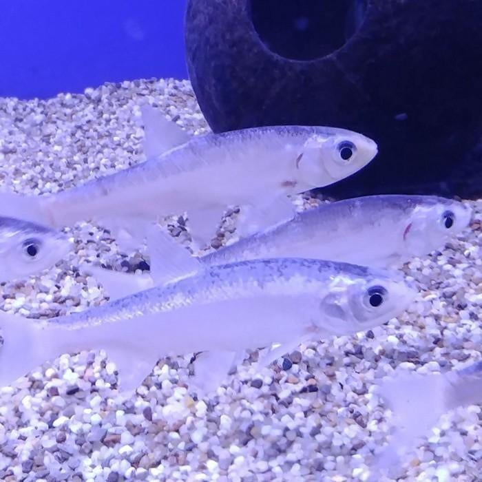 Leuciscus idus, Vis
