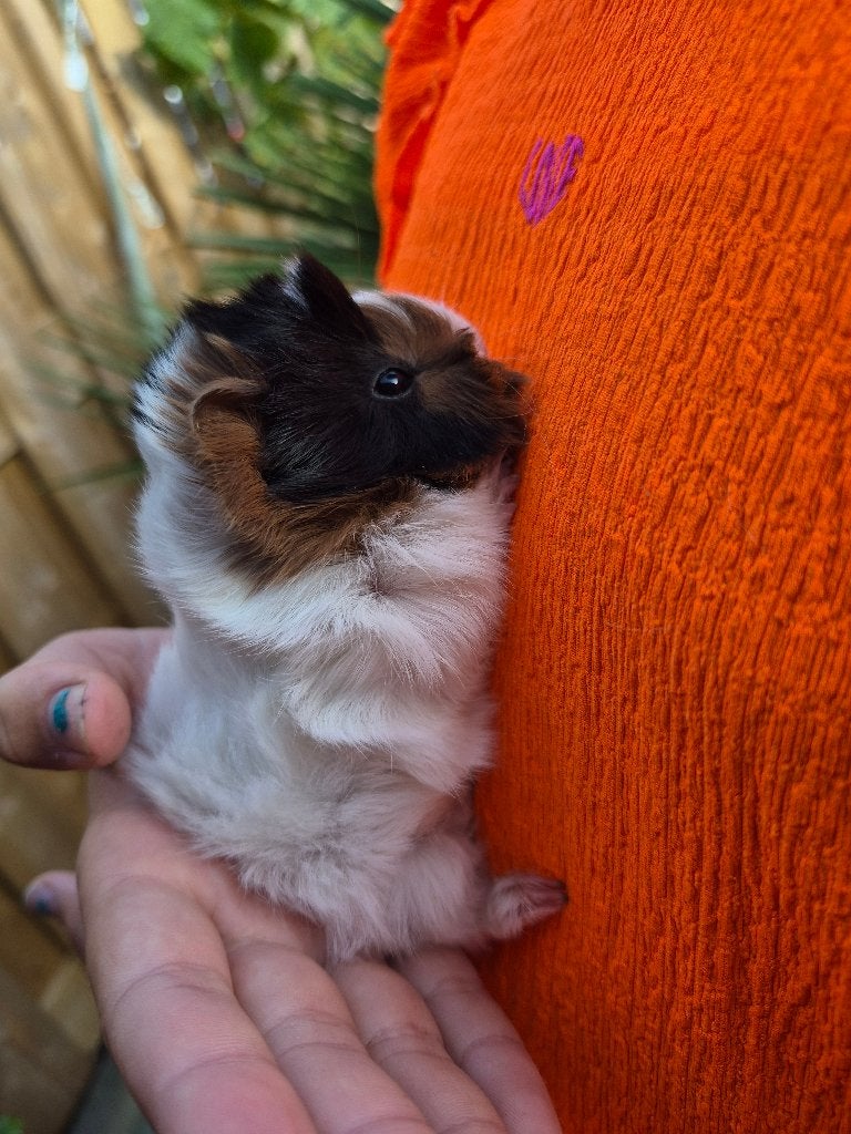 Peruviaan cavia baby zeugje, Dieren en Toebehoren, Cavia, Vrouwelijk, Tam, September