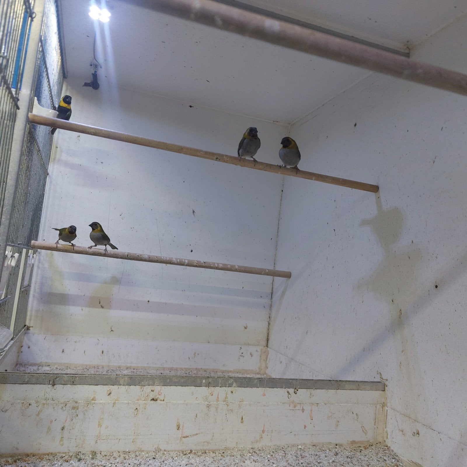 cuba vinken, Dieren en Toebehoren, Vogels | Overige Vogels, Meerdere dieren