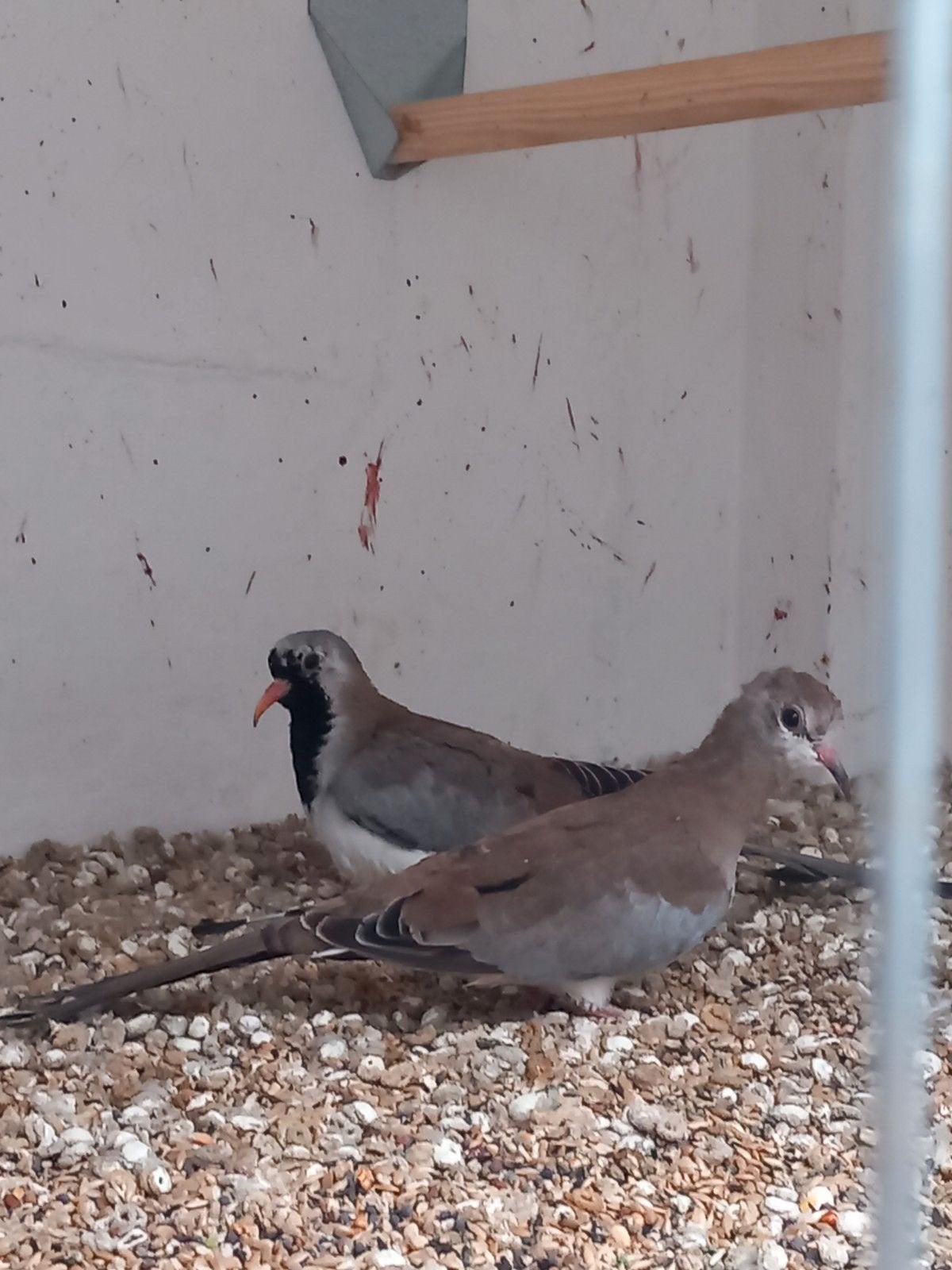 Koppel  zwartmaskerduifjes, Dieren en Toebehoren, Meerdere dieren