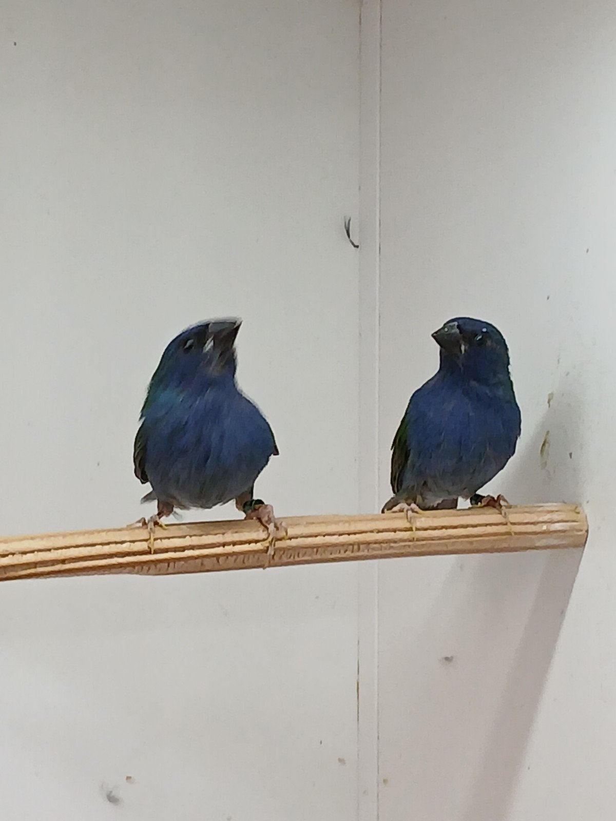 Forbes mannen., Mannelijk, Tropenvogel, Geringd