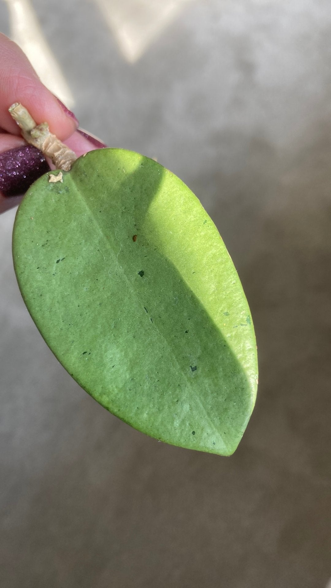 Hoya Silver Dollar, Ophalen of Verzenden, Halfschaduw, Minder dan 100 cm