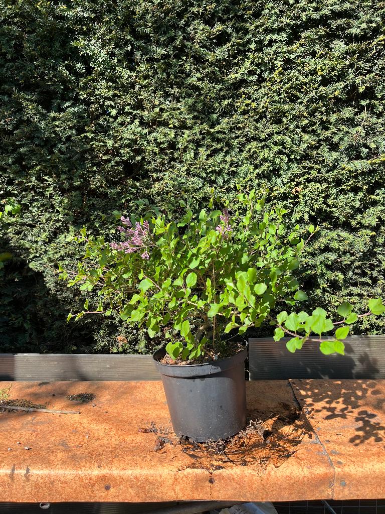 Bonsai starter, seringa meyeri, Ophalen, Overige soorten, Halfschaduw