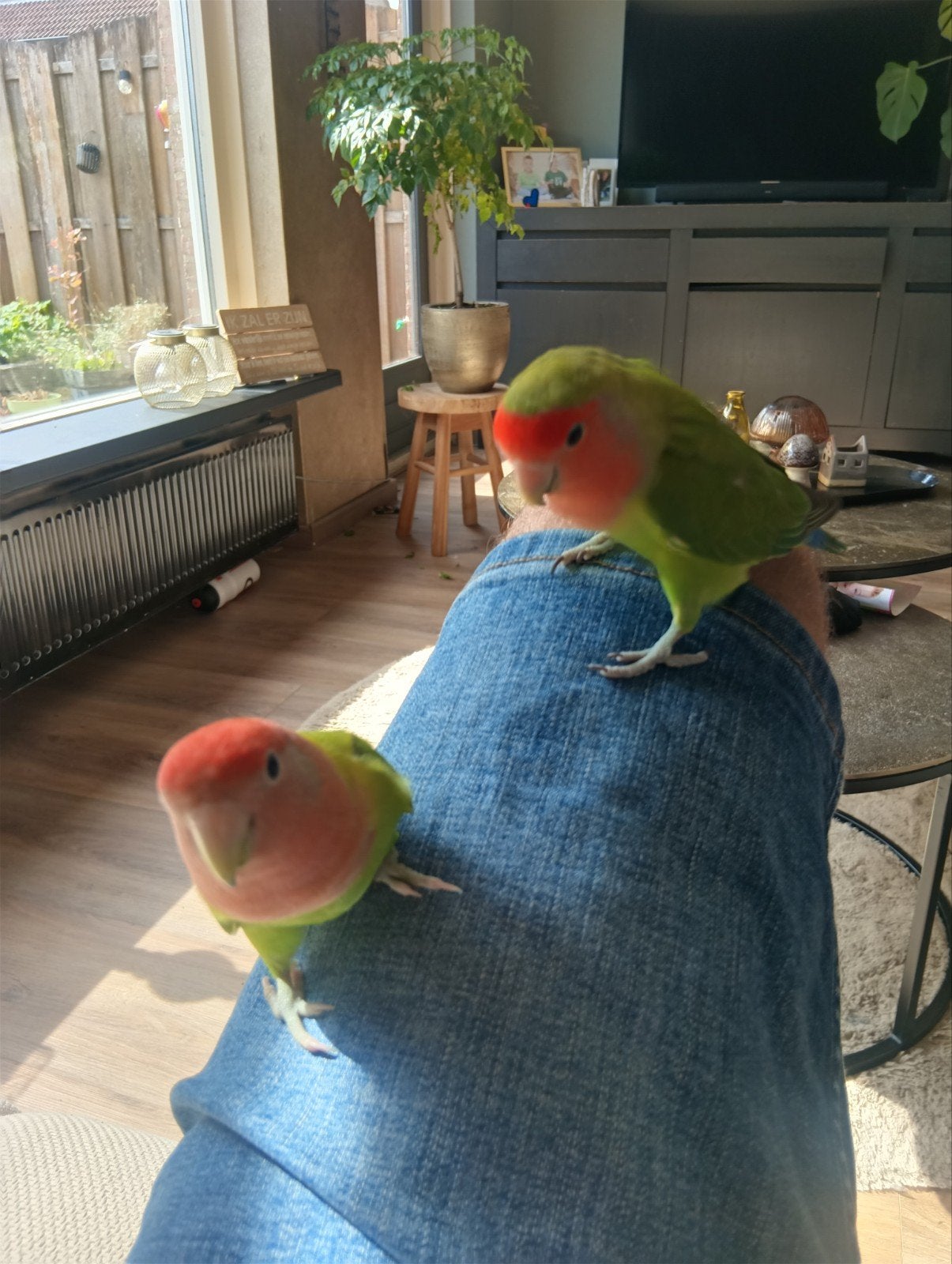 koppel agapornissen, Meerdere dieren, Dwergpapegaai of Agapornis
