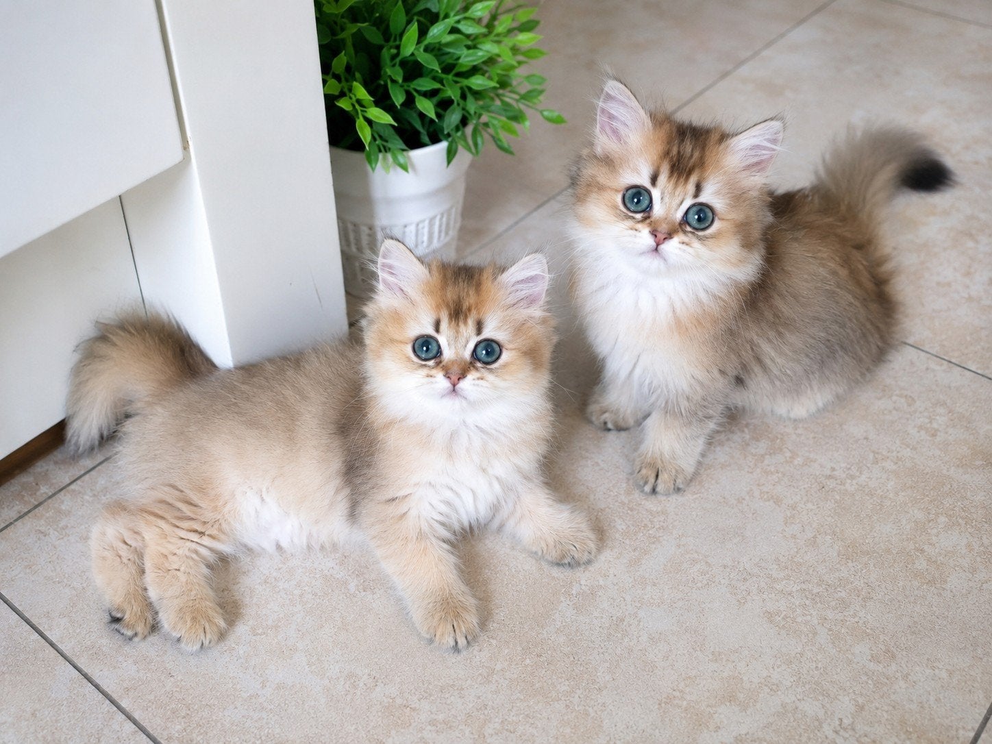 Britse Langhaar kittens 2 black golden shaded zusjes, Dieren en Toebehoren, Katten en Kittens | Raskatten | Langhaar, Poes, Met stamboom