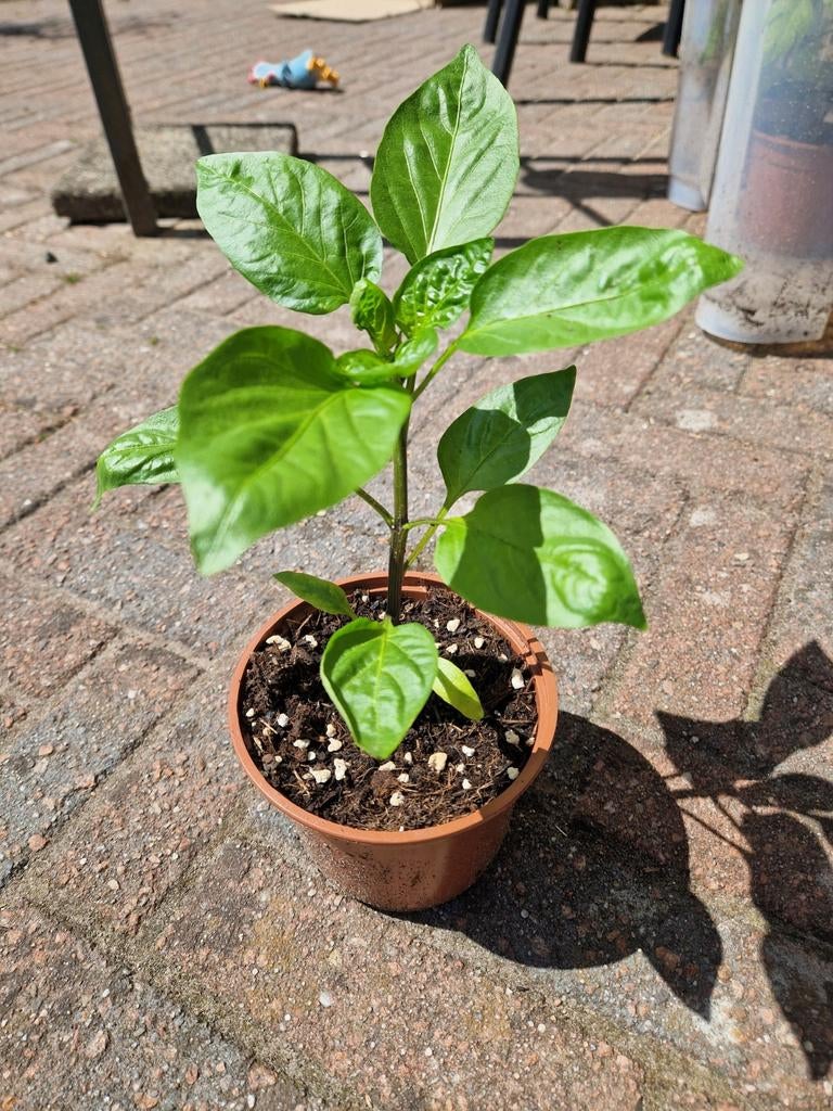 Paprika plant bio, Tuin en Terras, Planten | Tuinplanten, Ophalen, Eenjarig, Groenteplanten, Volle zon