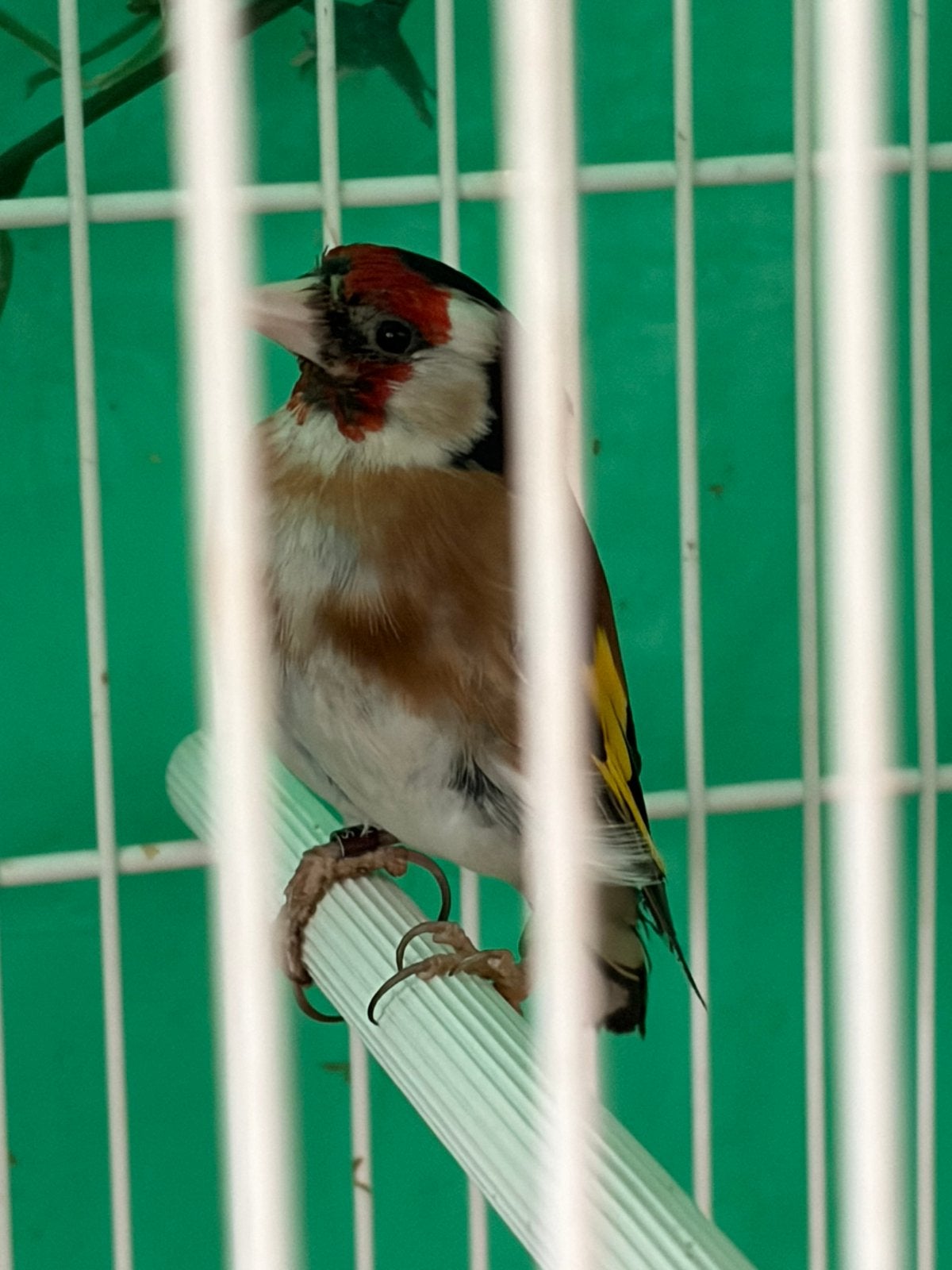 Klein putter, Dieren en Toebehoren, Vogels | Overige Vogels, Mannelijk, Wildzangvogel