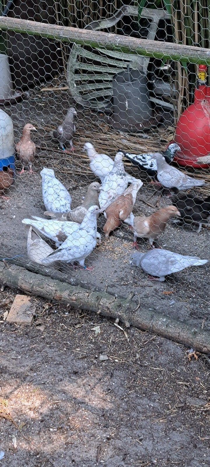 stippers meulemans en kaki kleur, Dieren en Toebehoren, Vogels | Duiven, Meerdere dieren, Overige soorten