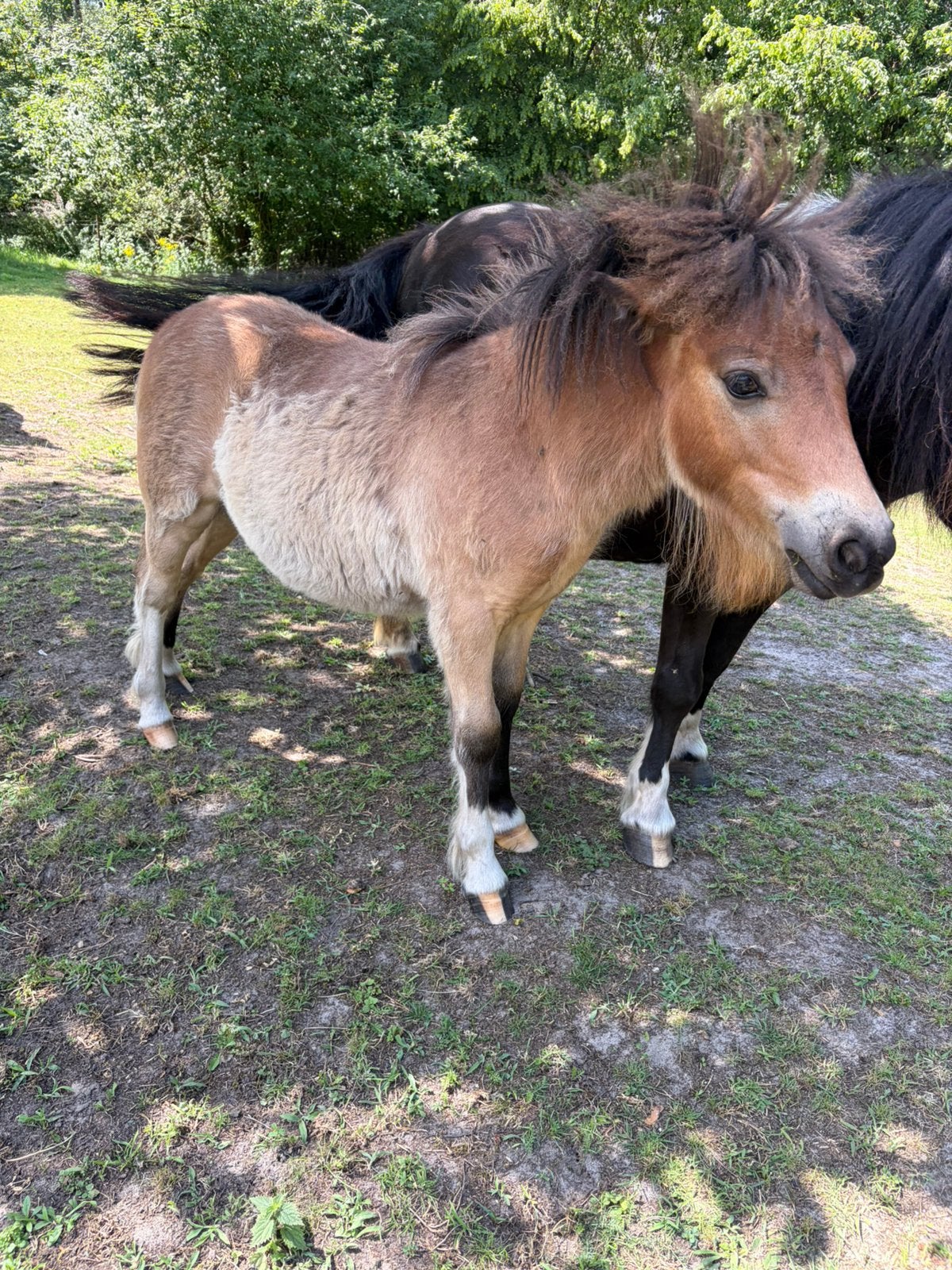 Shetlander pony hengst jaarling, Hengst, A pony (tot 1.17m), Gechipt, 0 tot 2 jaar