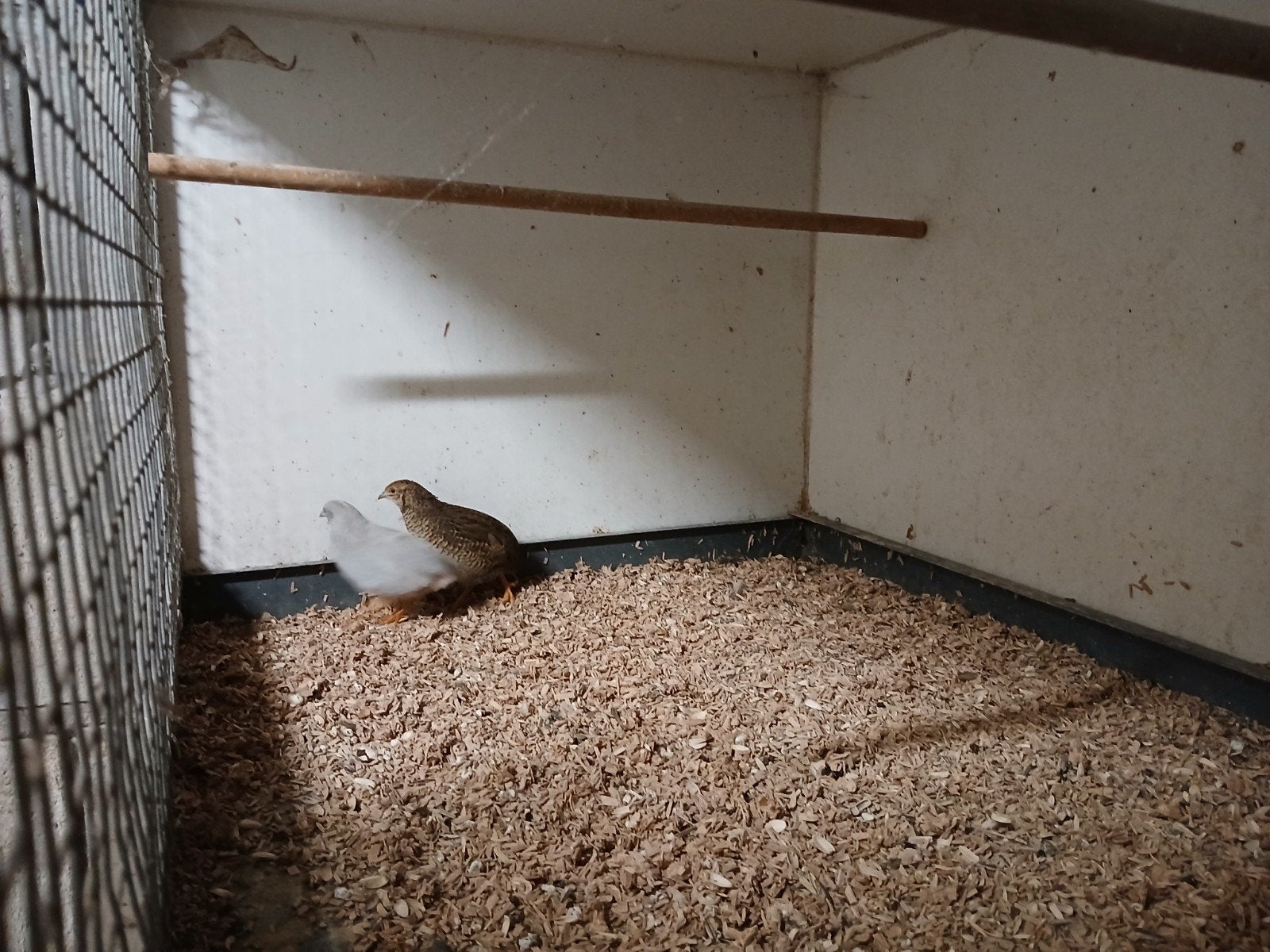 koppel kwartels, Meerdere dieren, Tropenvogel